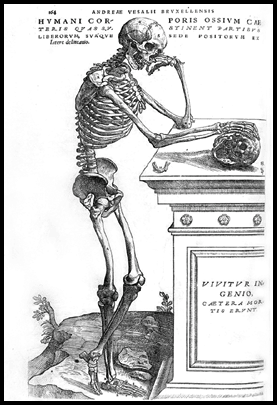 Vesalius